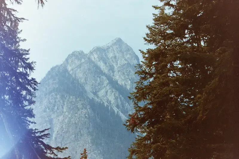 A pale alpine mountain seen through dark evergreen trees.