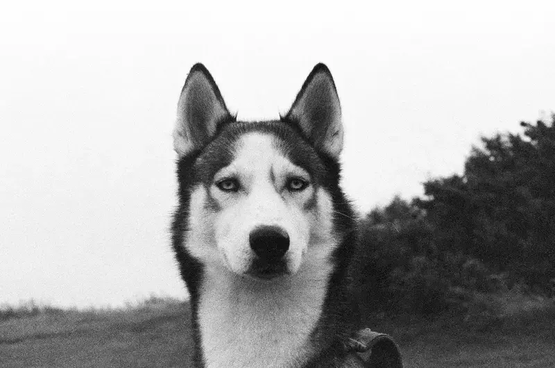 A black-and-white portrait of a husky-like dog beside a hedge.