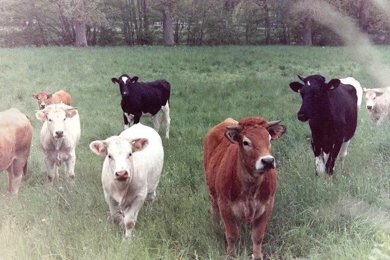 A group of cattle looking toward the camera in a green field.
