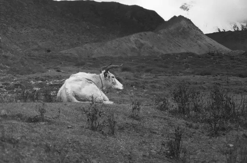 A black-and-white sheep lying in a rocky valley below a steep mountain.